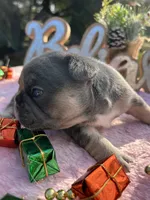 Aqua, a female French Bulldog for sale in Edgewater, FL – Photo 7 of 10