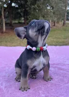 Aqua, a female French Bulldog for sale in Edgewater, FL – Photo 1 of 10