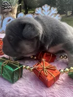 Aqua, a female French Bulldog for sale in Edgewater, FL – Photo 8 of 10