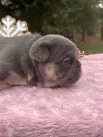 Aqua, a female French Bulldog for sale in Edgewater, FL – Photo 5 of 10