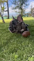 Sesame, a female French Bulldog for sale in Brooklyn, NY – 2 of 6