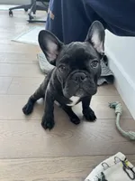 Oliver, a male French Bulldog for sale in Brooklyn, NY – 3 of 3