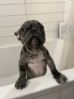 Sesame, a female French Bulldog for sale in Brooklyn, NY – 6 of 6