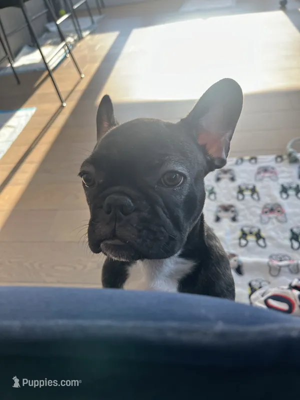 Olivia – French Bulldog puppy for sale in Brooklyn, NY
