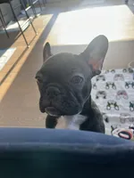 Olivia, a female French Bulldog for sale in Brooklyn, NY – 1 of 6