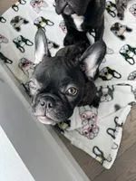 Olivia, a female French Bulldog for sale in Brooklyn, NY – 5 of 6