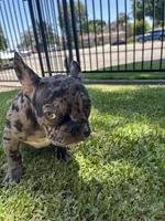 Sesame, a female French Bulldog for sale in Brooklyn, NY – 5 of 6
