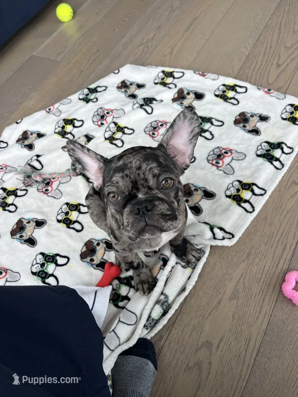Sesame – French Bulldog puppy for sale in Brooklyn, NY