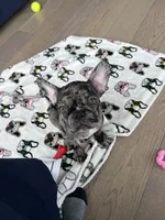 Sesame, a female French Bulldog for sale in Brooklyn, NY – 1 of 6