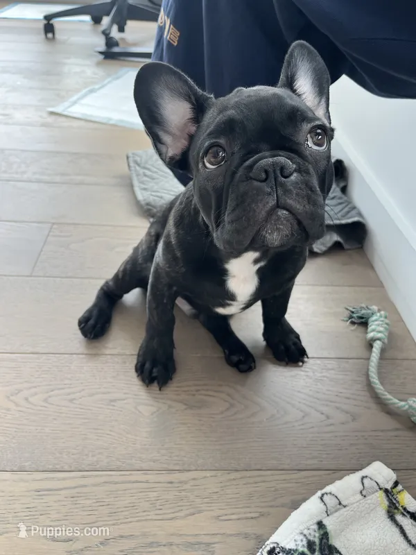 Oliver – French Bulldog puppy for sale in Brooklyn, NY