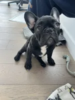 Oliver, a male French Bulldog for sale in Brooklyn, NY – 1 of 3