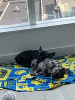 Sesame, a female French Bulldog for sale in Brooklyn, NY – 4 of 6