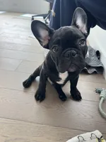 Oliver, a male French Bulldog for sale in Brooklyn, NY – 2 of 3