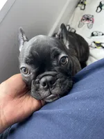 Olivia, a female French Bulldog for sale in Brooklyn, NY – 6 of 6