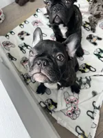 Olivia, a female French Bulldog for sale in Brooklyn, NY – 2 of 6