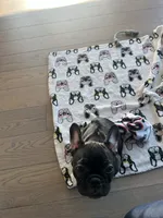 Olivia, a female French Bulldog for sale in Brooklyn, NY – 4 of 6