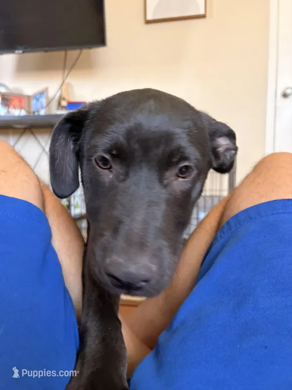 Handsome  – German Shepherd Dog puppy for sale in Hemet, CA