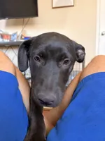 Handsome , a male German Shepherd Dog for sale in Hemet, CA – Photo 1 of 5