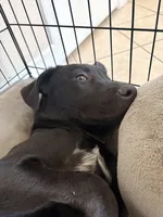 Handsome , a male German Shepherd Dog for sale in Hemet, CA – Photo 3 of 5