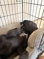 Handsome , a male German Shepherd Dog for sale in Hemet, CA – Photo 5 of 5