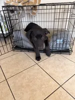 Handsome , a male German Shepherd Dog for sale in Hemet, CA – Photo 2 of 5