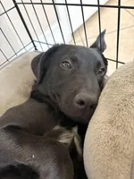 Handsome , a male German Shepherd Dog for sale in Hemet, CA – Photo 4 of 5