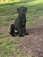 Trooper, a male Double Doodle for sale in Battle Ground, WA – Photo 3 of 4