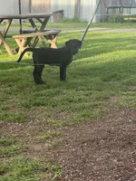 Trooper, a male Double Doodle for sale in Battle Ground, WA – Photo 2 of 4