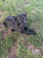 Trooper, a male Double Doodle for sale in Battle Ground, WA – Photo 4 of 4