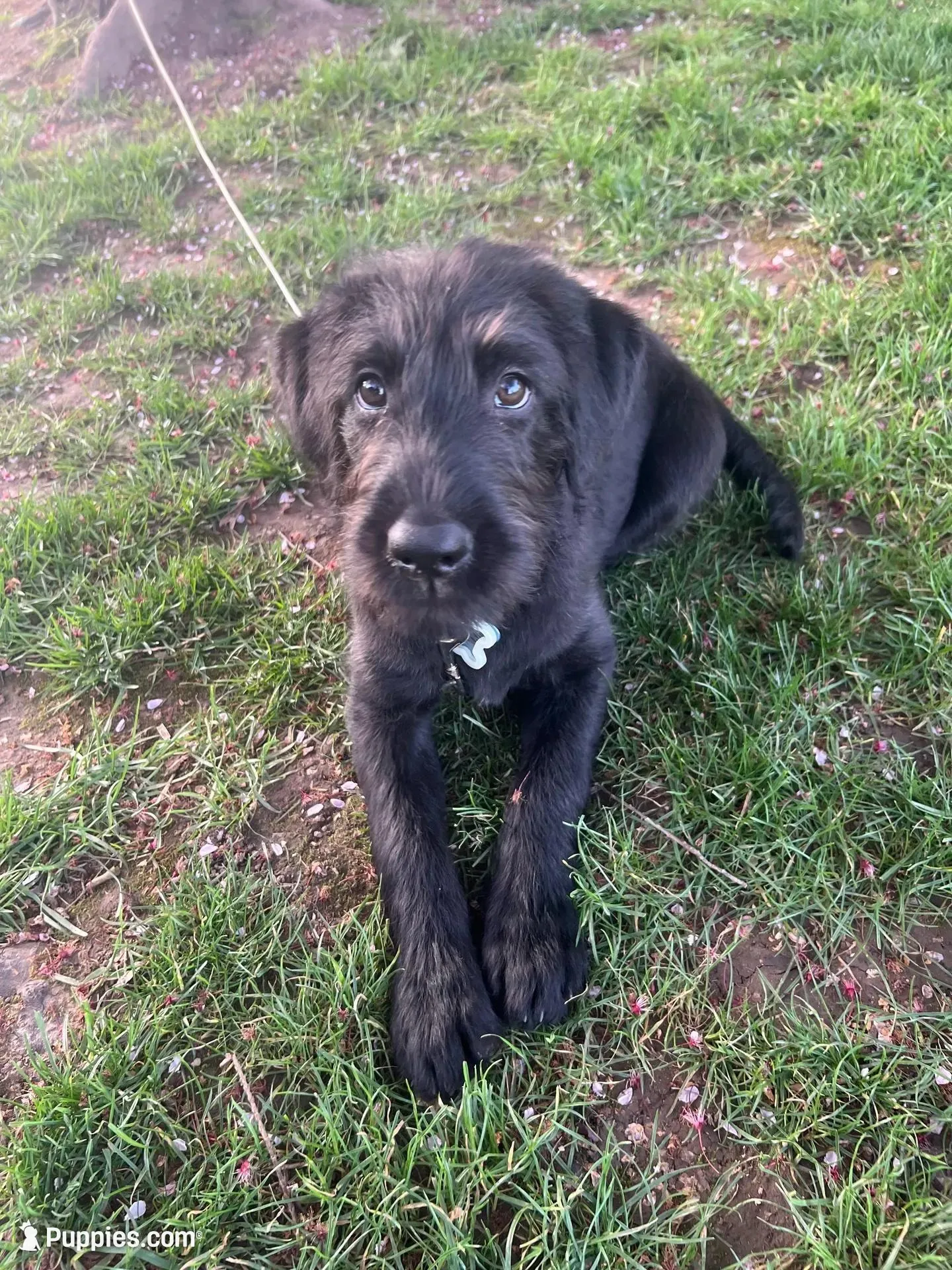 Trooper – Double Doodle puppy for sale in Battle Ground, WA