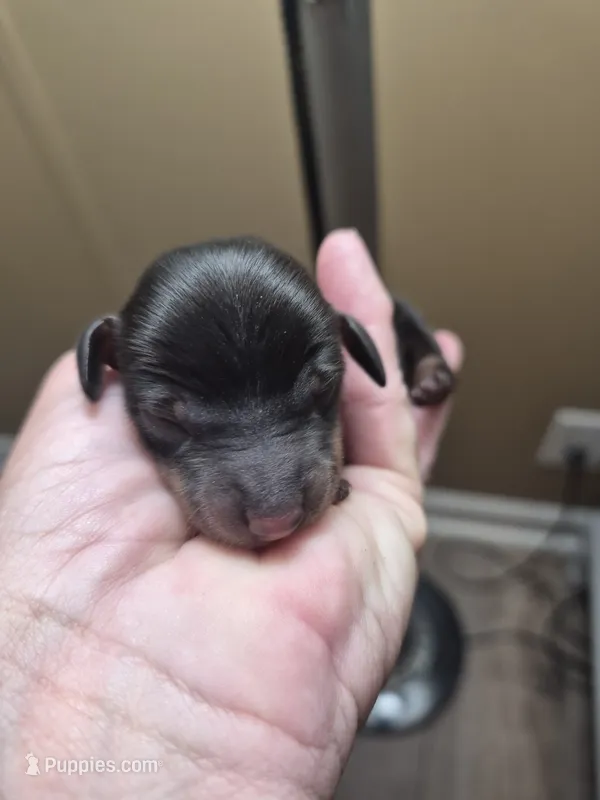 Jackie's Male 1 – Miniature Dachshund puppy for sale in Glennville, GA