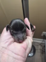 Jackie's Male 1, a male Miniature Dachshund for sale in Glennville, GA – 1 of 2