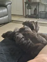 Shadow, a female Miniature Schnauzer for sale in Glennville, GA – 2 of 4