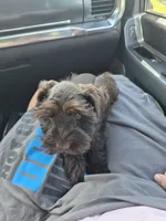 Shadow, a female Miniature Schnauzer for sale in Glennville, GA – 4 of 4