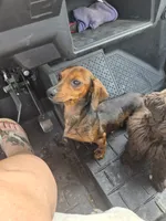 Red Female, a female Miniature Dachshund for sale in Glennville, GA – 3 of 3