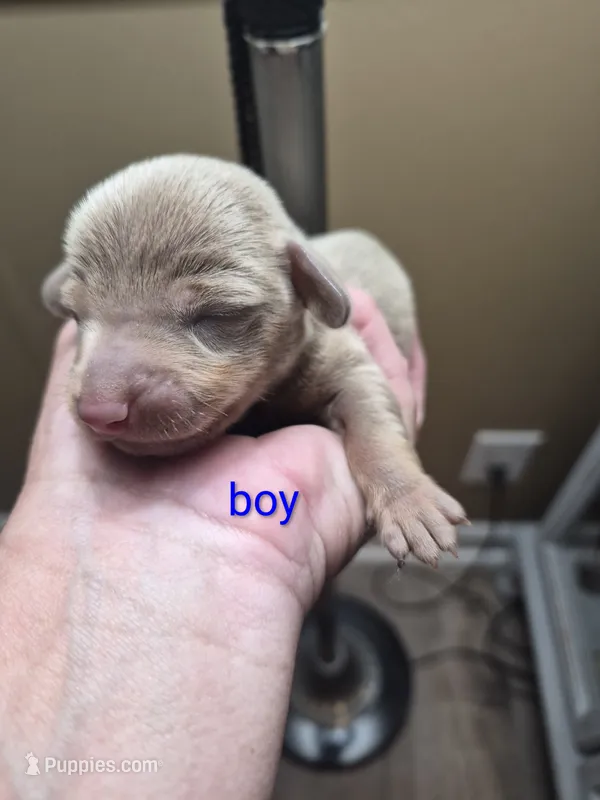 Layla's Male 2 – Miniature Dachshund puppy for sale in Glennville, GA