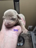Layla's Male 2, a male Miniature Dachshund for sale in Glennville, GA – 1 of 2
