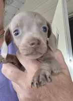 Female 2, a female Miniature Dachshund for sale in Glennville, GA – 3 of 4