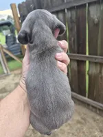 Male 1, a male Miniature Dachshund for sale in Glennville, GA – 2 of 4