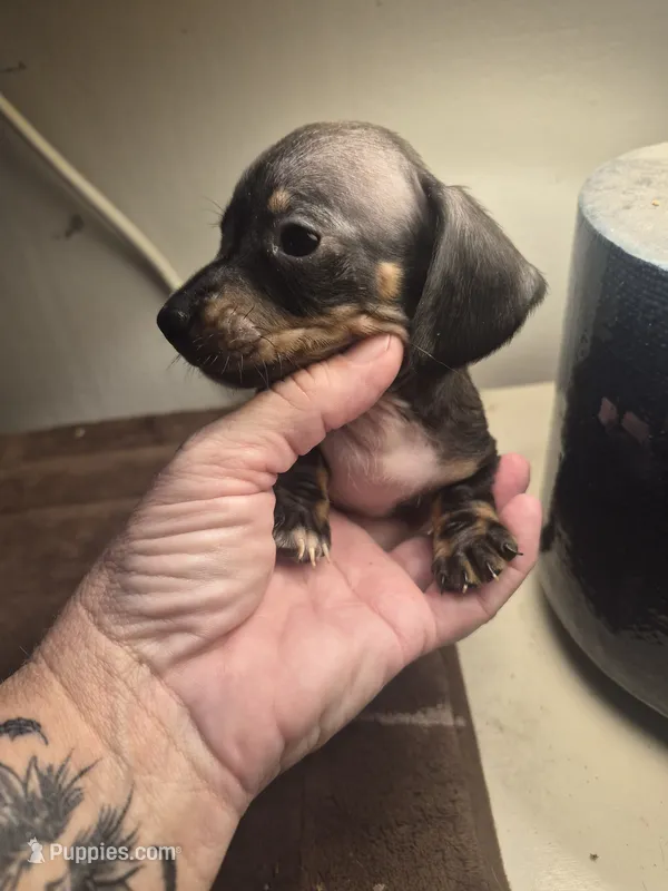 Jackie's Male 1 – Miniature Dachshund puppy for sale in Glennville, GA