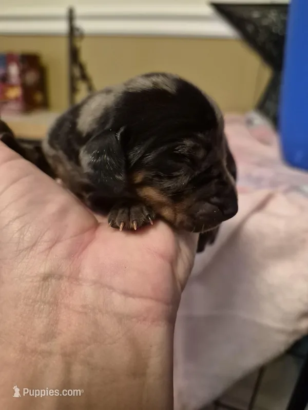 AKC Female 1 – Miniature Dachshund puppy for sale in Glennville, GA
