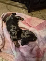 AKC Female 1, a female Miniature Dachshund for sale in Glennville, GA – Photo 2 of 4