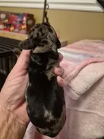 AKC Female 1, a female Miniature Dachshund for sale in Glennville, GA – Photo 2 of 4