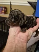 AKC Female 1, a female Miniature Dachshund for sale in Glennville, GA – Photo 3 of 4