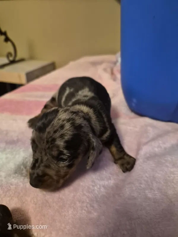 AKC Female 1 – Miniature Dachshund puppy for sale in Glennville, GA