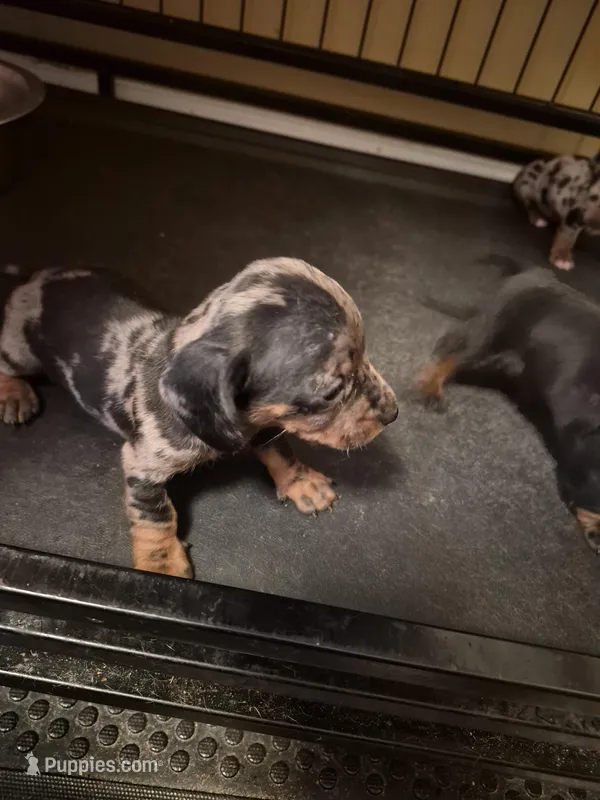 AKC Female 1 – Miniature Dachshund puppy on hold in Glennville, GA