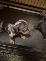 AKC Female 1, a female Miniature Dachshund for sale in Glennville, GA – Photo 1 of 4