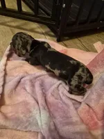 AKC Female 1, a female Miniature Dachshund for sale in Glennville, GA – Photo 4 of 4