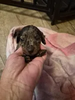 AKC Female 1, a female Miniature Dachshund for sale in Glennville, GA – Photo 3 of 4