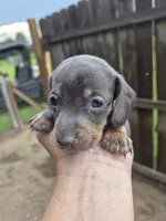 Male 1, a male Miniature Dachshund for sale in Glennville, GA – 3 of 4